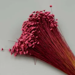 Tørrede Blomster - Glixia, Pink