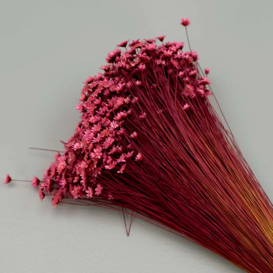 Tørrede Blomster - Glixia, Pink