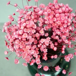 Tørrede Blomster - Glixia, Pink