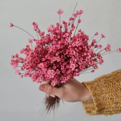 Tørrede Blomster - Glixia, Pink