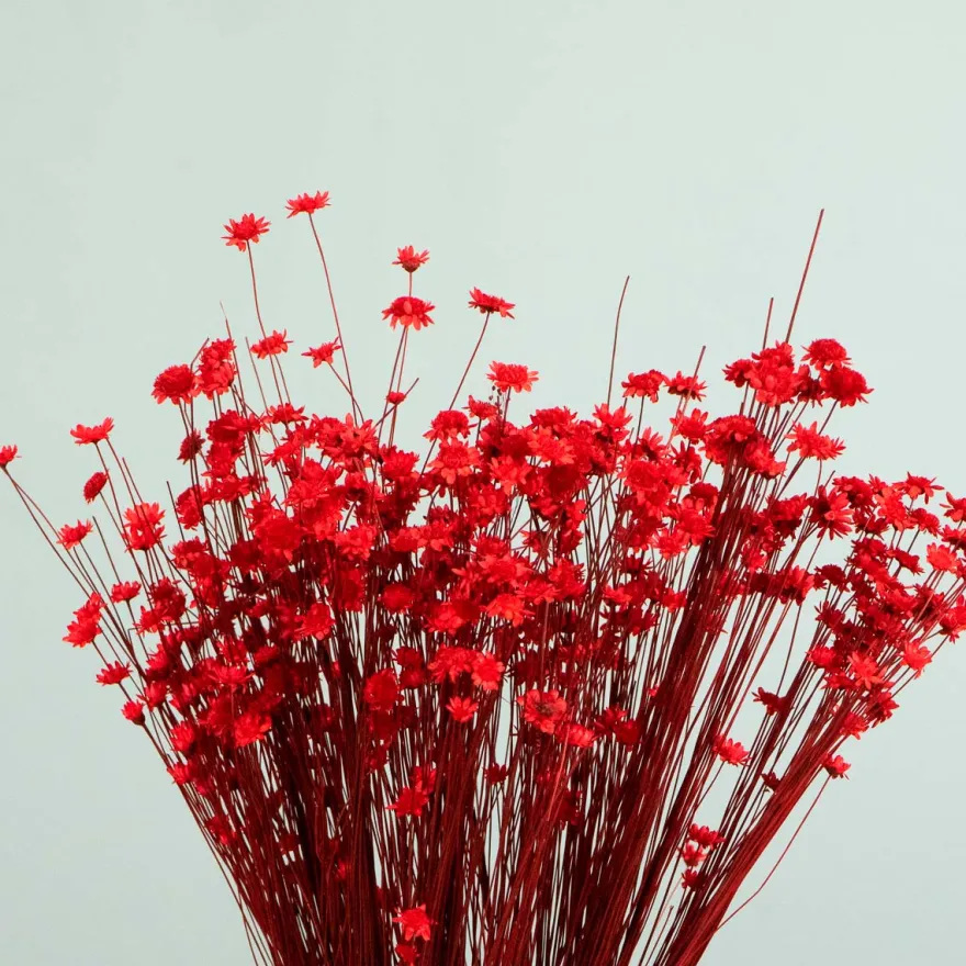 Tørrede Blomster - Glixia, Rød