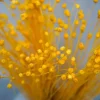 Tørrede Blomster - Jazilda Evighedsbuket, Gul (50 cm)