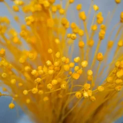 Tørrede Blomster - Jazilda Evighedsbuket, Gul (50 cm)