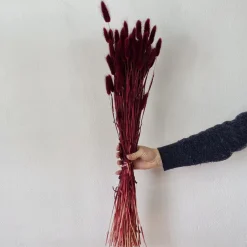 Tørrede Blomster - Lagurus, Bordeaux. XL bundt