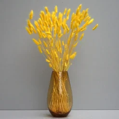 Tørrede Blomster - Lagurus, Gul. XL bundt