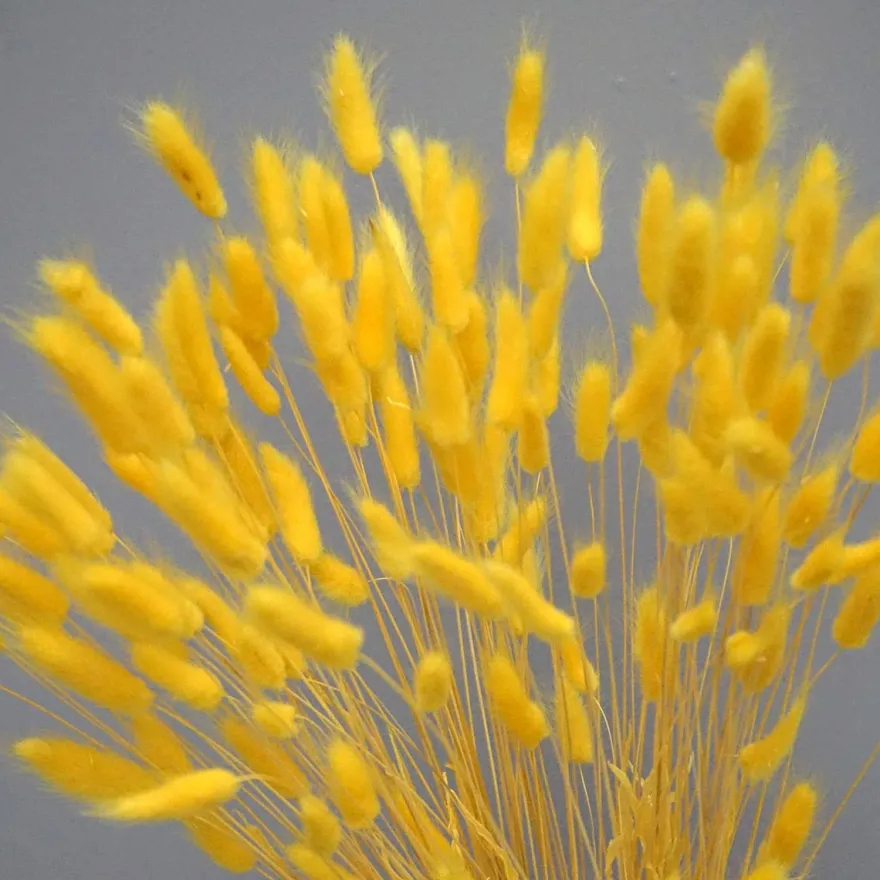 Tørrede Blomster - Lagurus, Gul. XL bundt