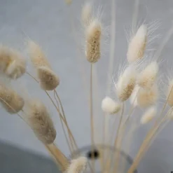 Tørrede Blomster - Lagurus, Hvid. XL bundt