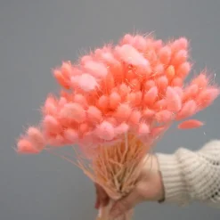 Tørrede Blomster - Lagurus, LYSERØD. XL bundt