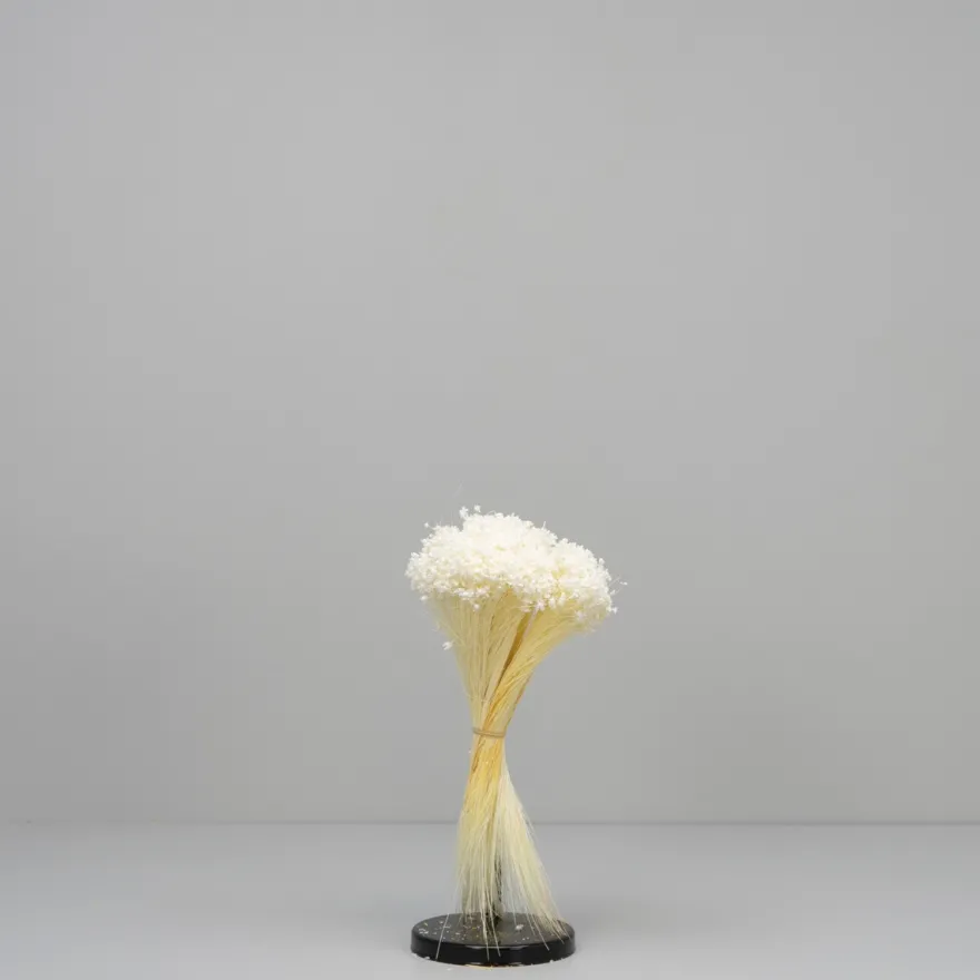 Tørrede Blomster - Marcela, Hvid