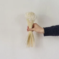 Tørrede Blomster - Marcela, Hvid