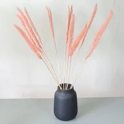 Tørrede Blomster - Mini pampasgræs - Pink