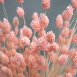 Tørrede Blomster - Phalaris Light Pink