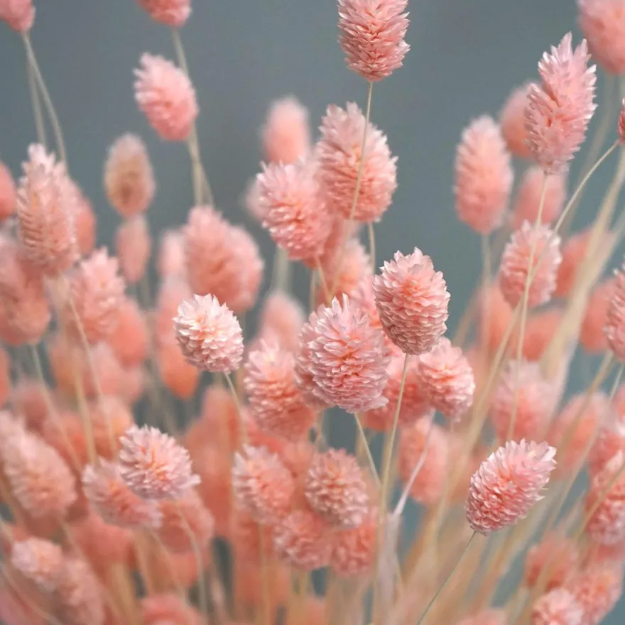 Tørrede Blomster - Phalaris Light Pink