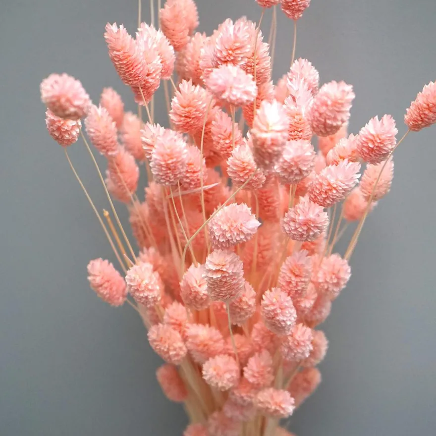 Tørrede Blomster - Phalaris Light Pink