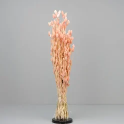 Tørrede Blomster - Phalaris Light Pink