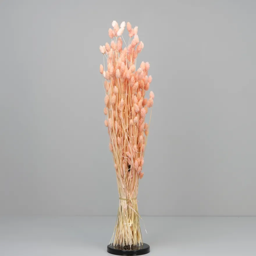 Tørrede Blomster - Phalaris Light Pink