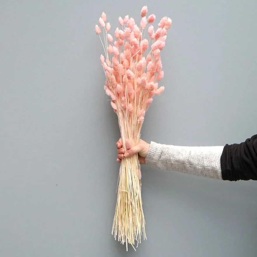 Tørrede Blomster - Phalaris Light Pink