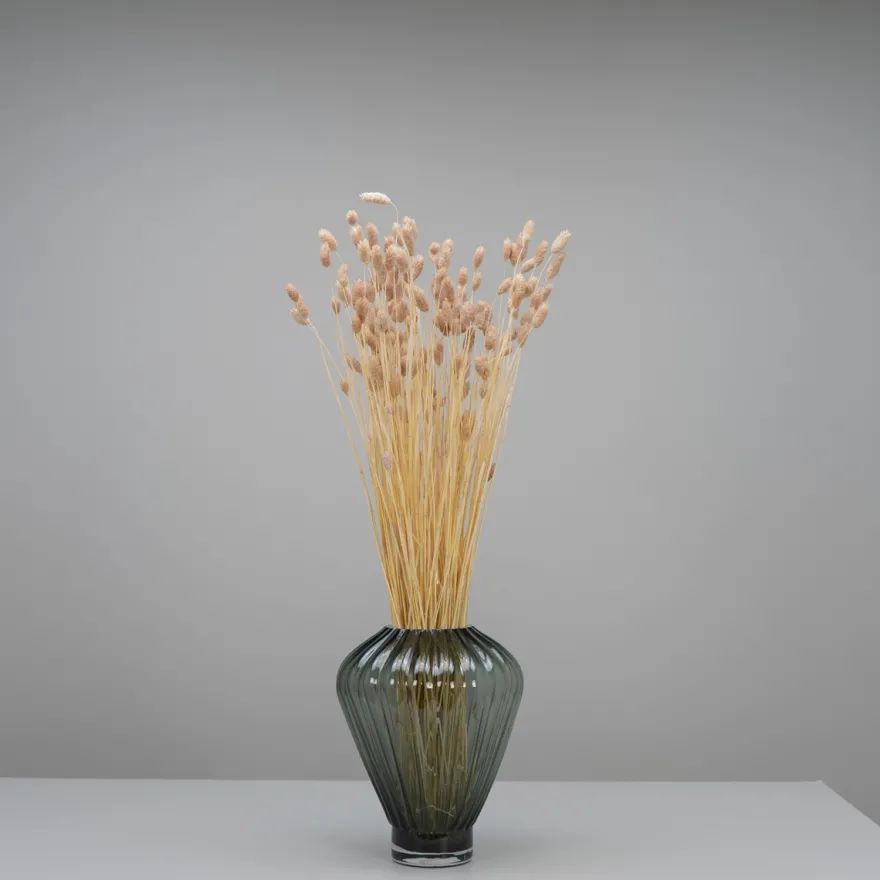 Tørrede Blomster - Phalaris, Powder Pink