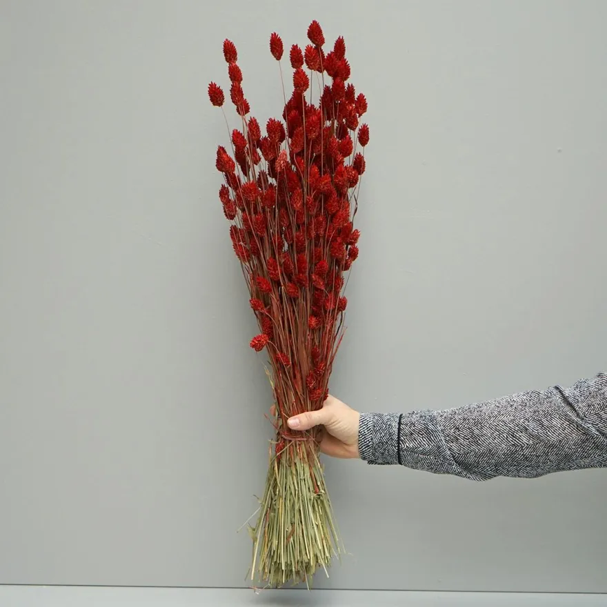 Tørrede Blomster - Phalaris - Rød
