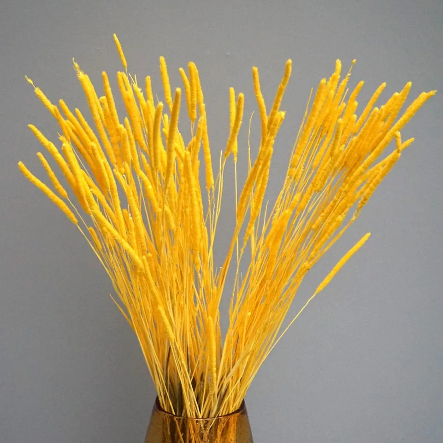 Tørrede Blomster - Phleum Gul
