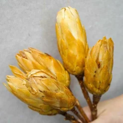Tørrede Blomster - Protea, CREME. 5 stk