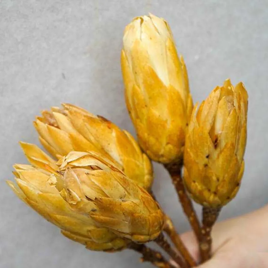 Tørrede Blomster - Protea, CREME. 5 stk