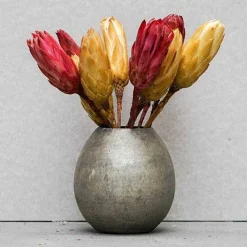 Tørrede Blomster - Protea, CREME. 5 stk