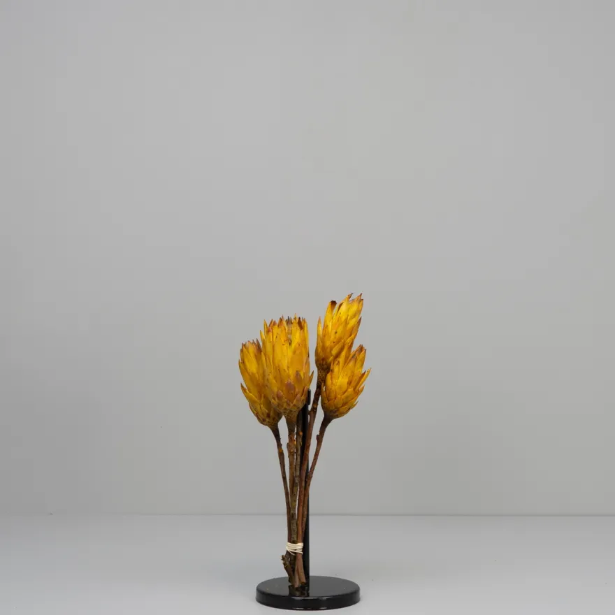 Tørrede Blomster - Protea, Gul. 5 stk