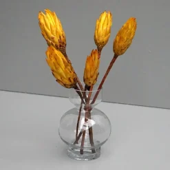 Tørrede Blomster - Protea, Gul. 5 stk