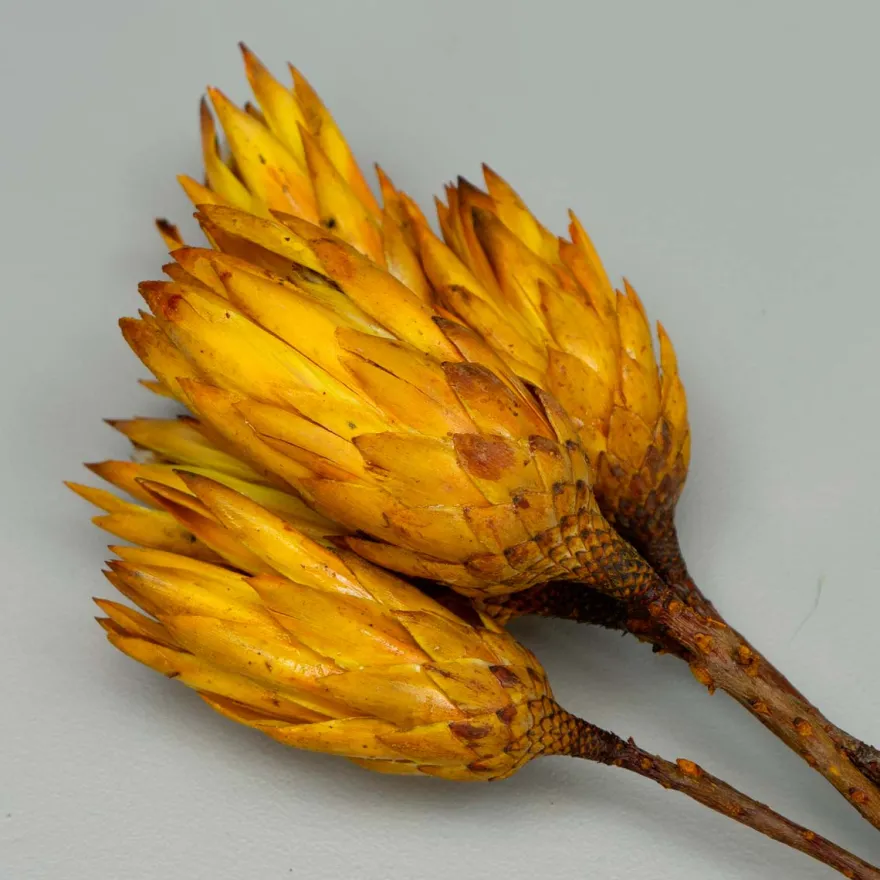 Tørrede Blomster - Protea, Gul. 5 stk