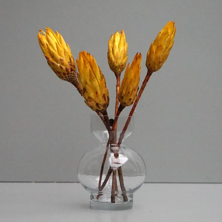 Tørrede Blomster - Protea, Gul. 5 stk