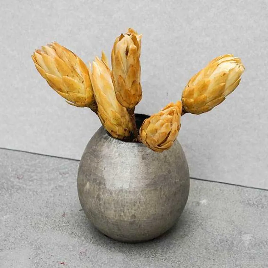 Tørrede Blomster - Protea, Gul. 5 stk