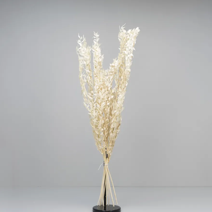 Tørrede Blomster - Ruscus, Hvid