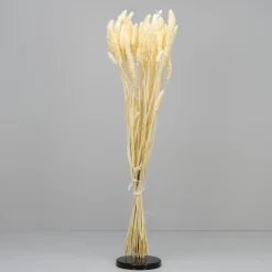 Tørrede Blomster - Setaria, Hvid