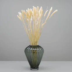 Tørrede Blomster - Setaria, Hvid