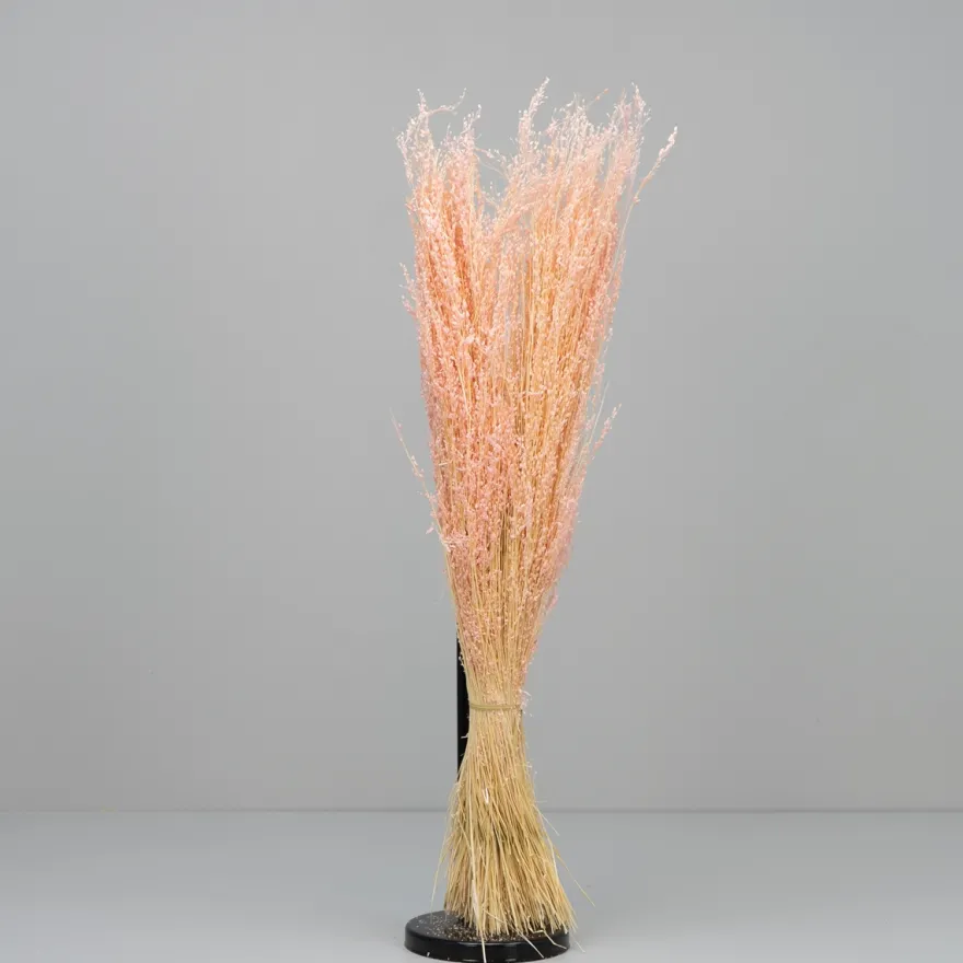 Tørrede Blomster - Stjernegræs, Lyserød