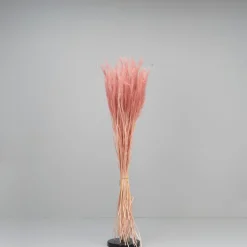 Tørrede Blomster - Tail Grass, Old Pink